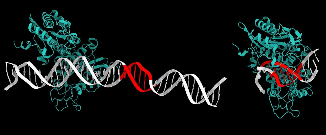 AlphaFold 3轻松应对核酸、脂类分子？科学家迫不及待地更新了评测