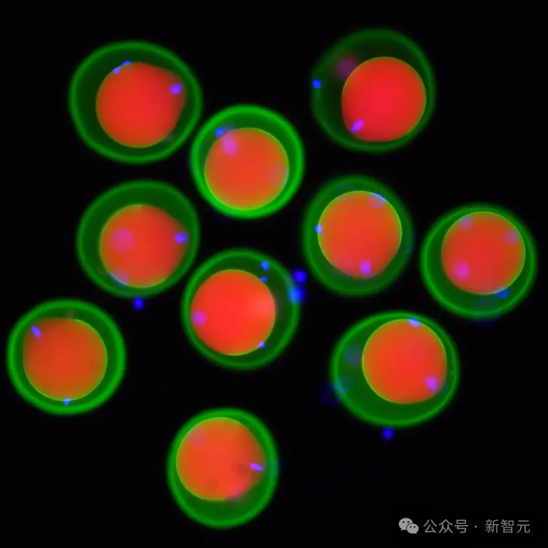 拿下诺奖AlphaFold破解受精之谜！揭秘精卵相遇生命「火花」点燃瞬间