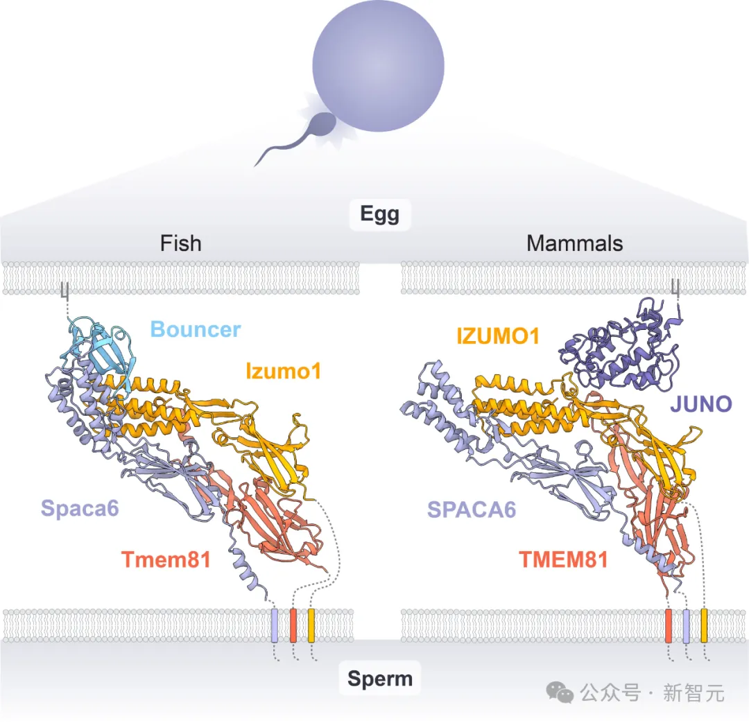 拿下诺奖AlphaFold破解受精之谜！揭秘精卵相遇生命「火花」点燃瞬间
